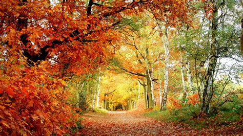 Картинка осень листья парк цвет 1280x720 скачать обои на рабочий