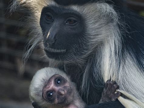San Diego Zoo Welcomes Baby Angloan Colobus Monkey - Times of San Diego