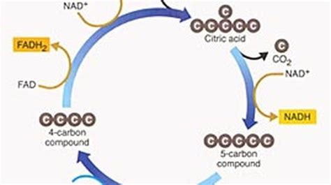 Krebs Cycle Diagram Simple