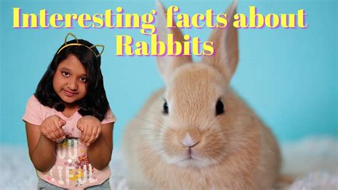 Interesting Facts About Rabbits Amazing Facts About Rabbits Youtube