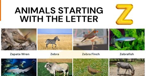 54 Cool Animals That Start With Z Animals Beginning With Z With
