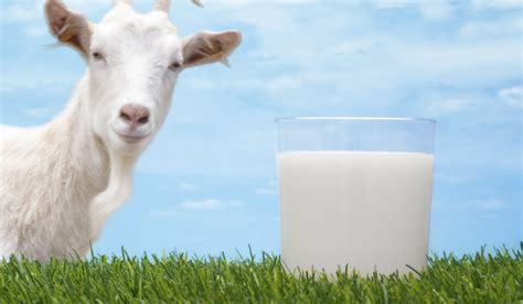 Fermented goat milk promotes good health. How Often Do You Have To Milk A Goat? | Pet Stuff Guide