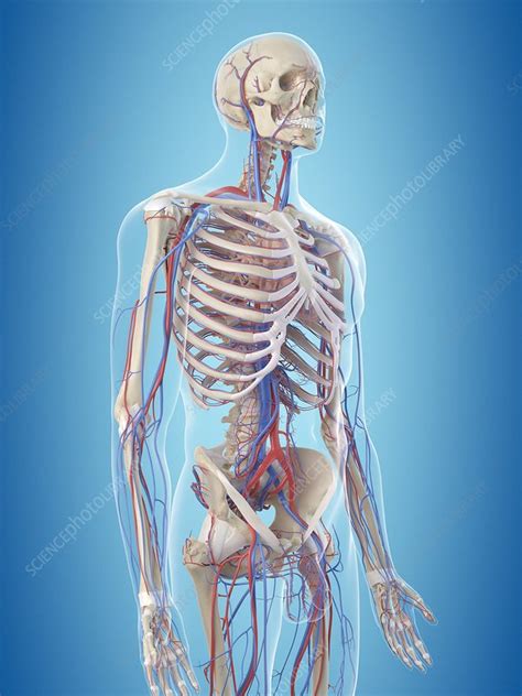 Human Vascular System Illustration Stock Image F0115881 Science