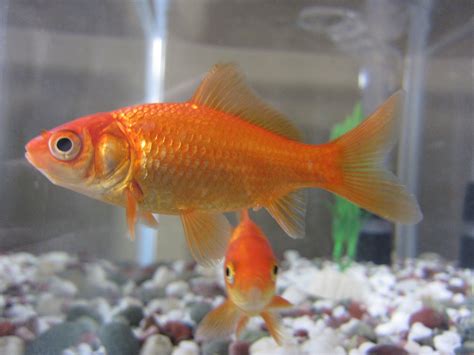 Goldfish Care Sheet