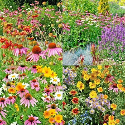 All Perennial Wildflower Mix Seeds Get 2000 Seeds Cng10 Etsy