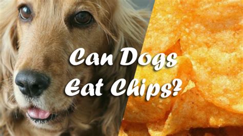 A daily columbus email you'll actually love. Can Dogs Eat Chips? | Pet Consider