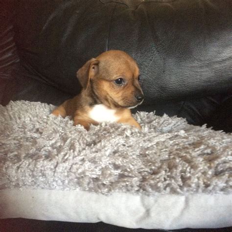 Jack russell chihuahua mix also referred to as a jack chi; Jack Russell + Chihuahua puppies for sale | in Durham, County Durham | Gumtree