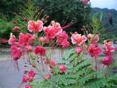 Caesalpinia Pulcherrima Pink 7 Seeds Shrub Or Tree Great For Smaller The Plant Attraction