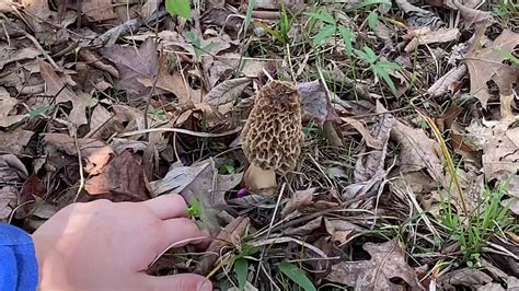 Finding Huge Morel Mushrooms In Northern Virginia 41820 Youtube