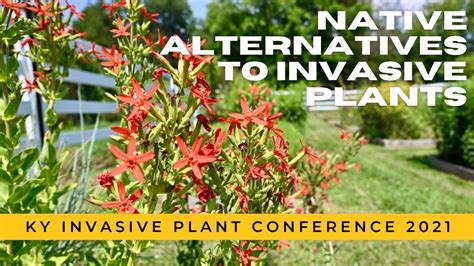 Native Alternatives To Invasive Plants Youtube
