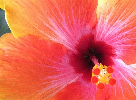 Hibiscus Tropical Sunset 5 Photograph By Adrienne Wilson Pixels