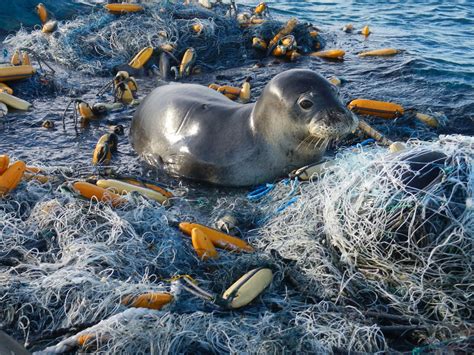 Stop Plastic Pollution From Oregon Ocean River Institute