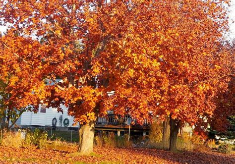 Best Maple Trees For Fall Color Plantingtree
