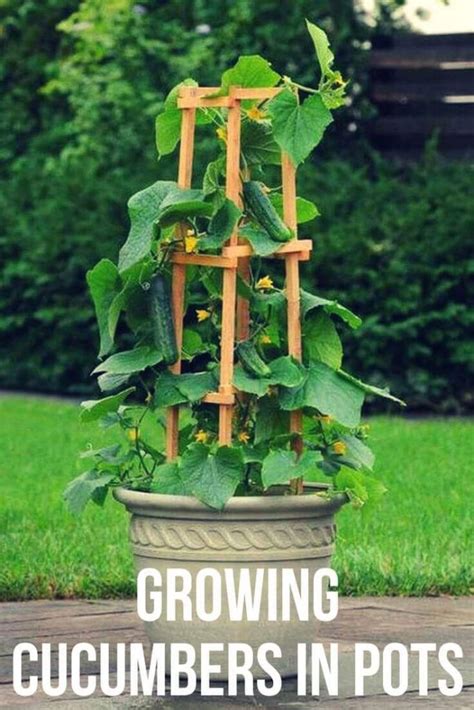 How To Grow Cucumbers In Pot Growing Cucumbers In Containers Home
