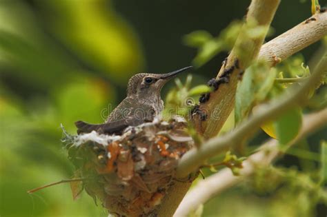 Hummingbird Mother And Babies In Nest Stock Image Image Of