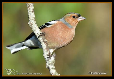 Wildlife Gateway Le Printemps Du Pinson Des Arbres