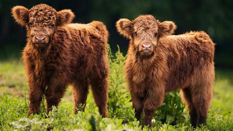 Highland Cattle Babies Wallpaper Backiee