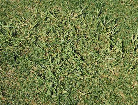 How To Control Quackgrass In Lawn