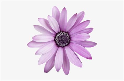 Check spelling or type a new query. Freetoedit Flower Png With Transparent Background - Purple ...