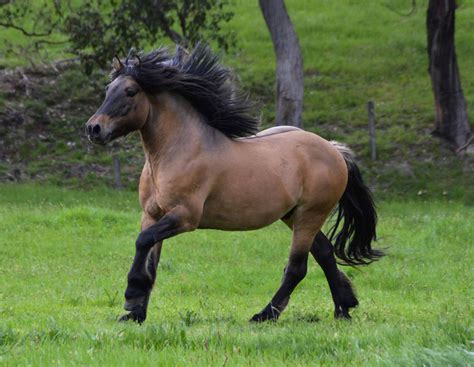 Horses : HIGHLAND PONY | RARE BREEDS TRUST OF AUSTRALIA | TidyHQ