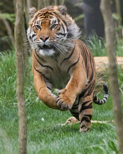 Pin By Taniya Chatterjee On Tigers Tiger Attack Deadly Animals Cute