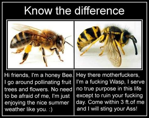 Bie Vs Veps Honey Bee Vs Wasp Salts Smiled A Little Then