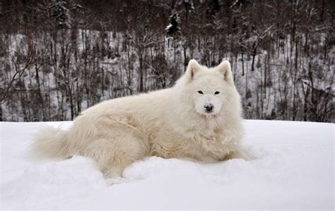 Samoyed In The Snow Cold Weather Dog Breeds Cold Weather Dogs Dog