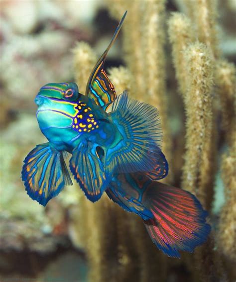 Majestic 24 Beautiful And Colorful Fish 20171116