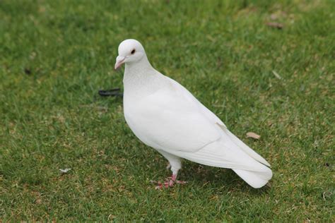 All White Pigeon Rpigeons