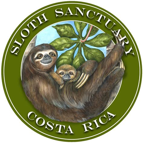 Sloth Sanctuary Everyday News And Entertainment
