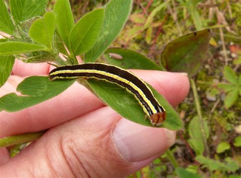 Striped Garden Caterpillar Moth Caterpillars Of Ontario · Inaturalist