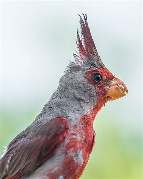 Male Pyrrhuloxia Photograph By Stacy Fortson Pixels