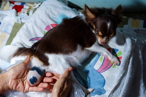 How To Help A Chihuahua Give Birth