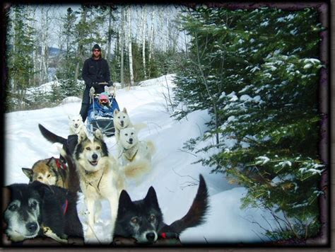Dog Sledding On The Beautiful Gunflint Trail Its All About Small Town