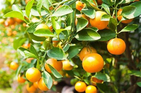 Citrus Aurantium Welcome To Iran