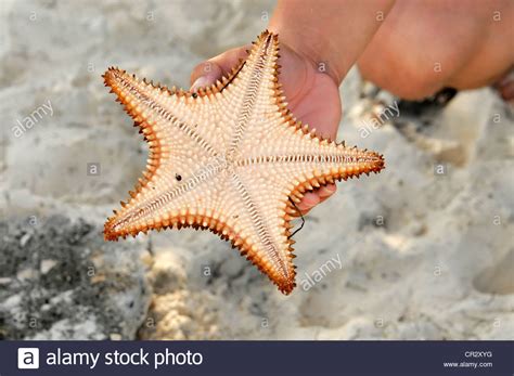 Red Cushion Sea Star Oreaster Reticulatus Bottom View