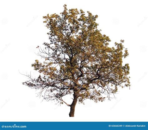 Isolated Tree Stock Image Image Of Isolation Bark Deciduous 65666349