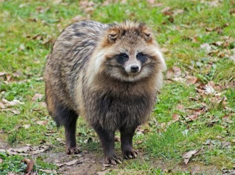 Raccoon Dogs As Pets Guidelines And General Tips