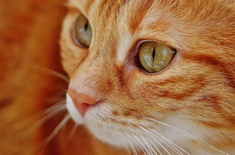 types of cat eye discharge and what they mean cloud 9 vets