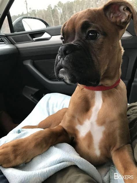 More About The Protective Boxer Puppy Temperament Boxerdogpuppy