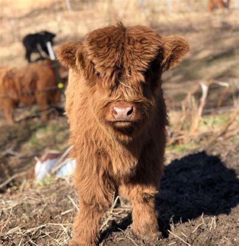 Highland Cattle Calves Are The Most Adorable And Cuddly Cows You Will