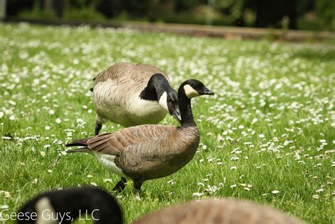 Identifying Canada Geese Vs Cackling Geese — Geese Guys