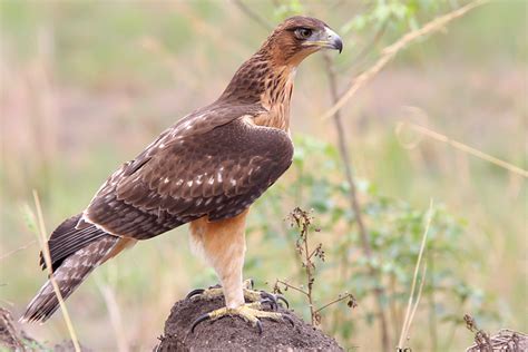 African Hawk Eagle Hieraaetus Spilogaster Photo Jonas Rosquist