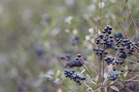 Deep Blue And Glossy Berries On A Shrub Of The Wild Privet Ligustrum