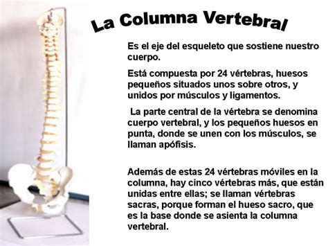 Huesos De La Columna Vertebral Sistema óseo