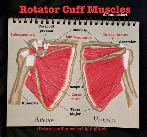 Rotator Cuff Muscles Rotator Cuff Notes Inspiration Medical Education