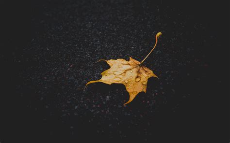 Download Wallpaper 3840x2400 Leaf Maple Dry Fallen Drops 4k Ultra