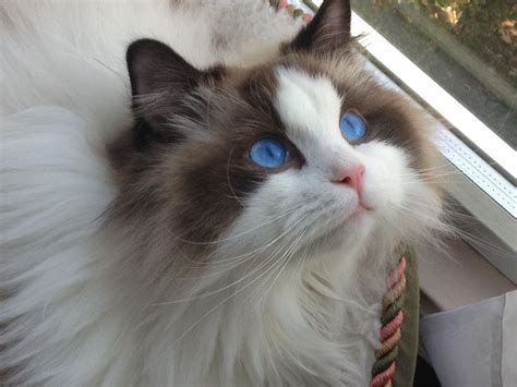 Cats are displayed by show season, with the most recent season at the top. This ragdoll kitty has the identical markings as my kitty ...