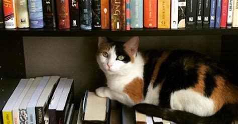 11 Books That Are Purrfect For Every Proud Crazy Cat Lady