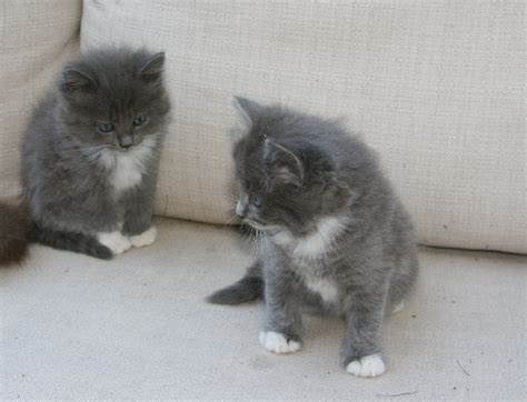 9:06 dawlish beach cams recommended for you. Cattery